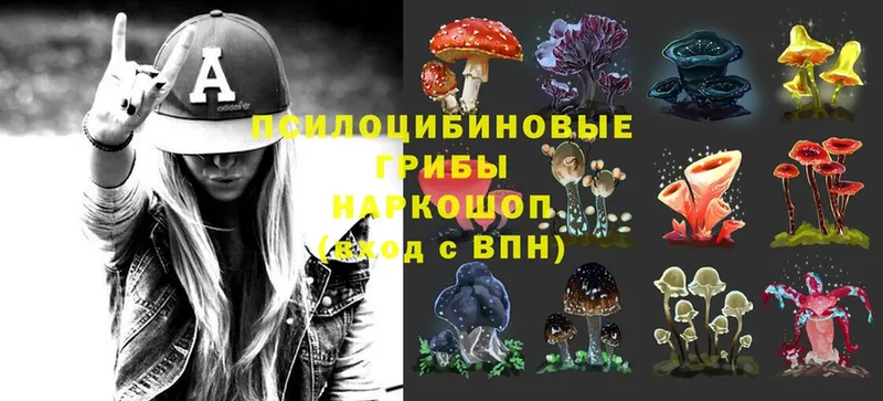 Галлюциногенные грибы Psilocybe  продажа наркотиков  Каргат 